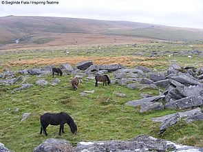 Dartmoor: ein mystischer Ort, ideal zum Wandern