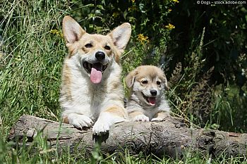 Die Corgis der Queen