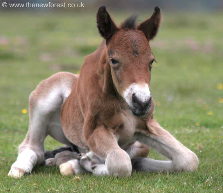 Fohlenzeit im New Forest