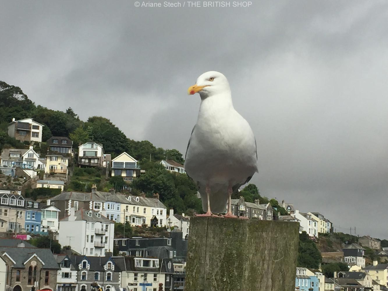 Eine Reise in Englands Südwesten - Teil 2: Lauschiges Looe – und eine böse Möwe