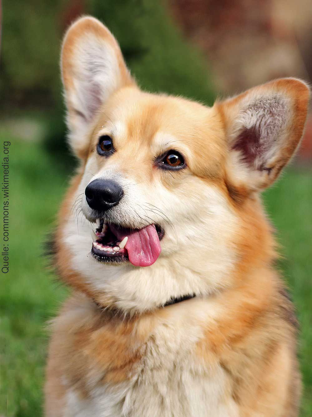 Hundegeschichten, Teil eins – der Pembroke Welsh Corgi