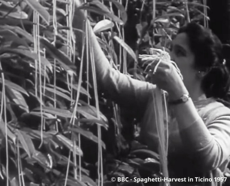 Spaghettibäume im April