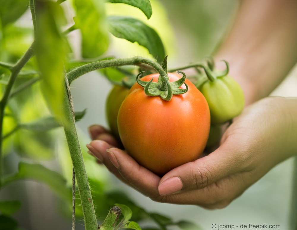 National Gardening Week: essbares Britannien