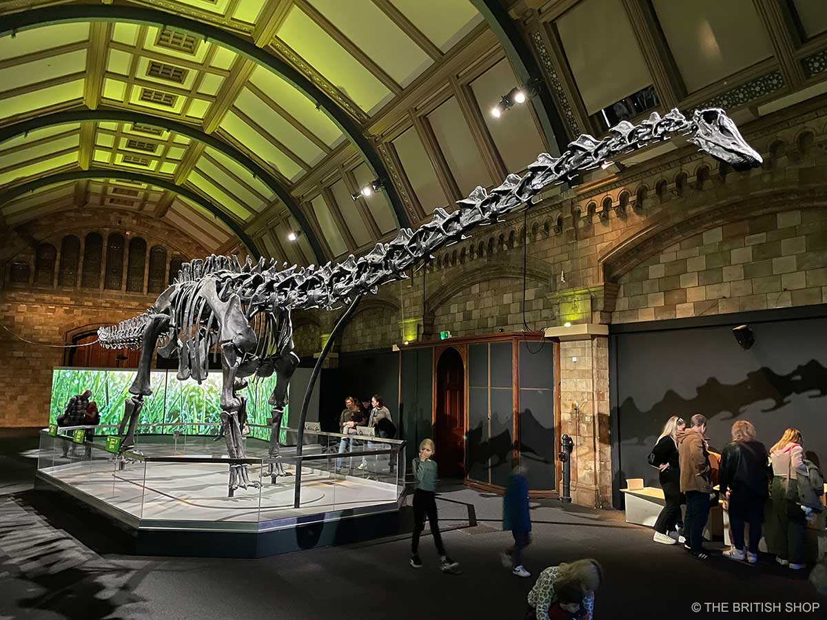 Dinosaurier-Skelett Dippy im Natural History Museum in London