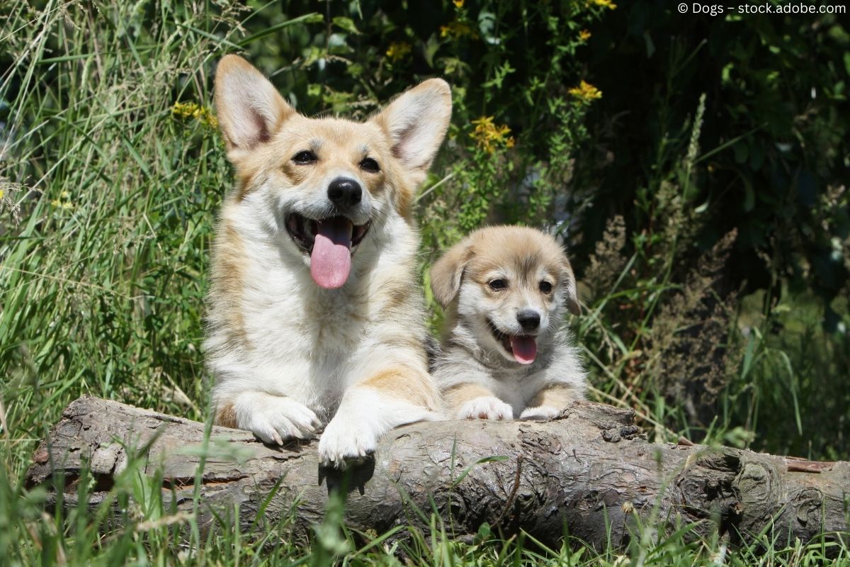 Die Corgis der Queen 