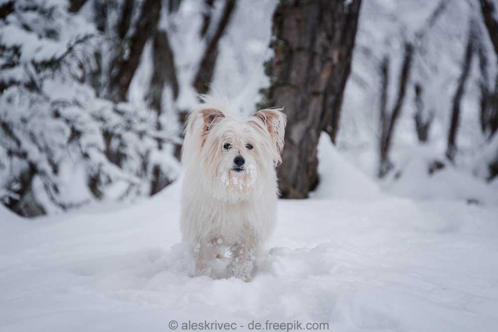 Ein Hund namens Gertrude: Beliebte Namen fürs Haustier