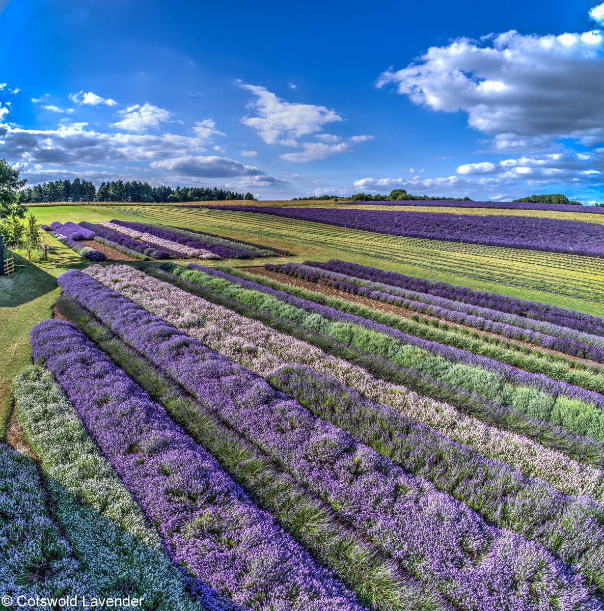 Lob dem Lavendel