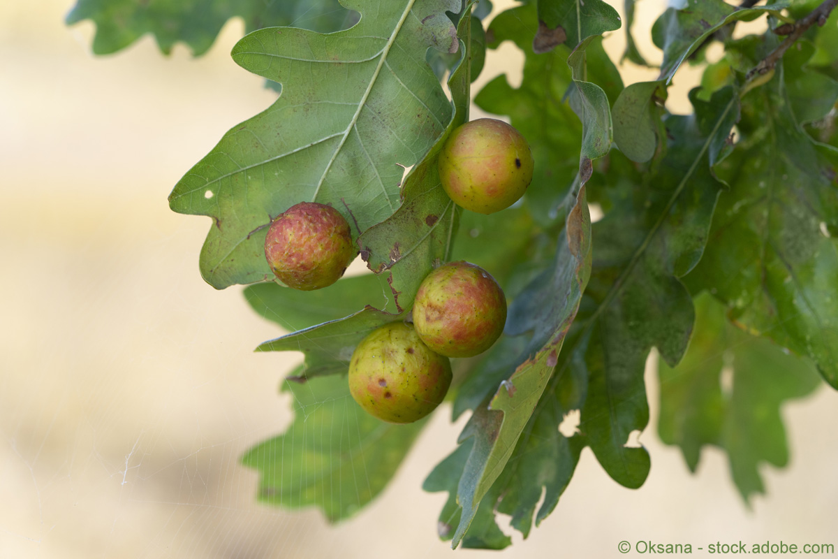 Oak Apple Day