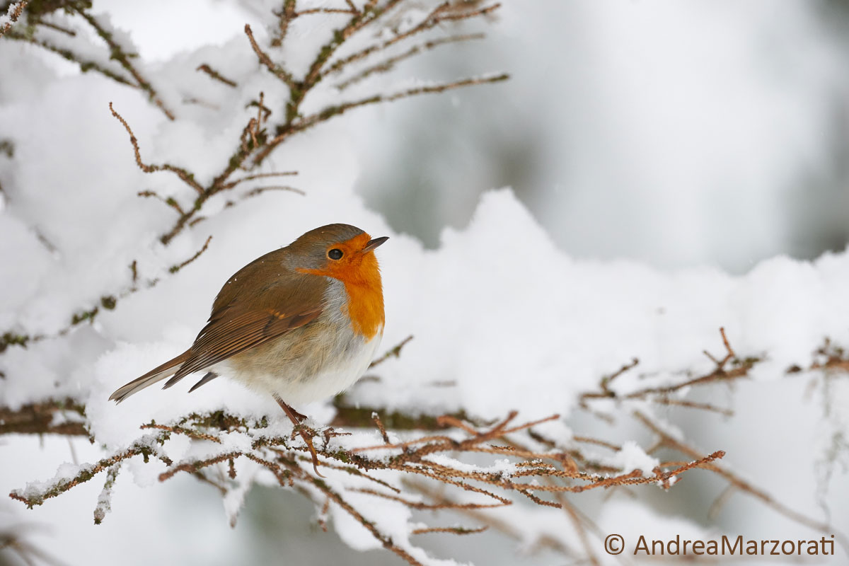 Lieblingsvogel nicht nur im Königreich: das Rotkehlchen