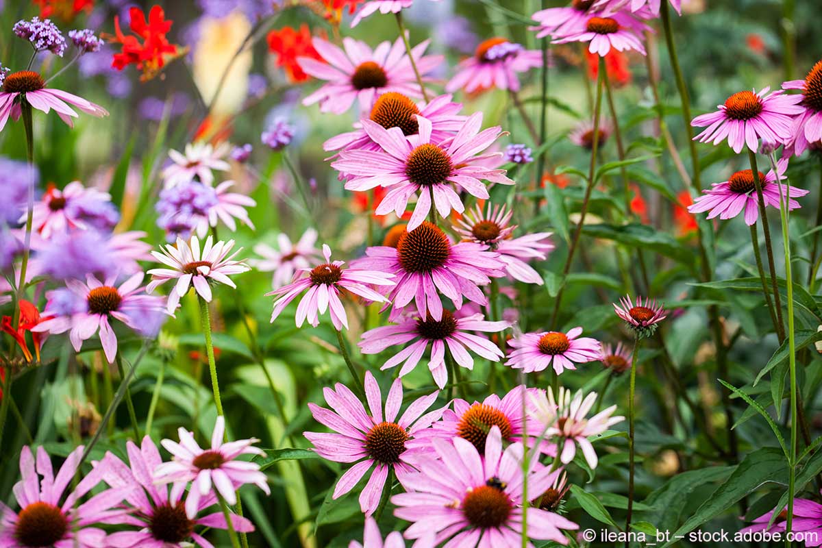 „Superbloom“ am Tower: ein Blumenmeer zum Platinjubiläum